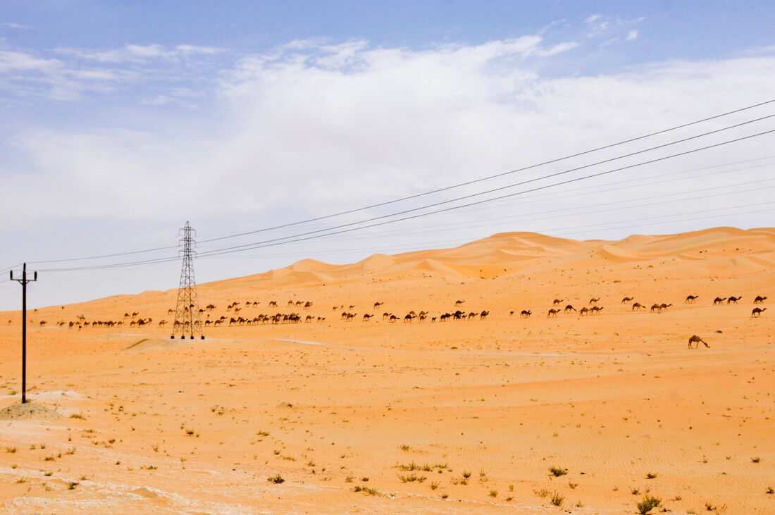 Liwa Oasis desert