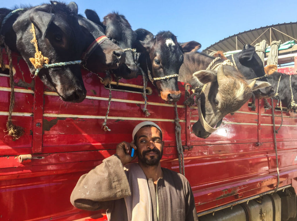 A man and his cows at the camel market of Daraw