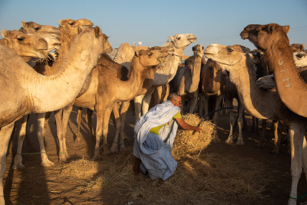camel market Nouakchott