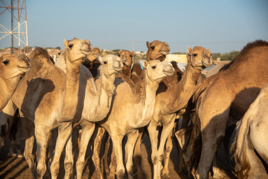 Camels at the camel market of Nouakchott