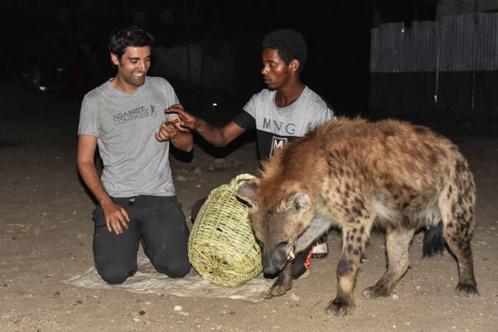 Ethiopia hyena feeding