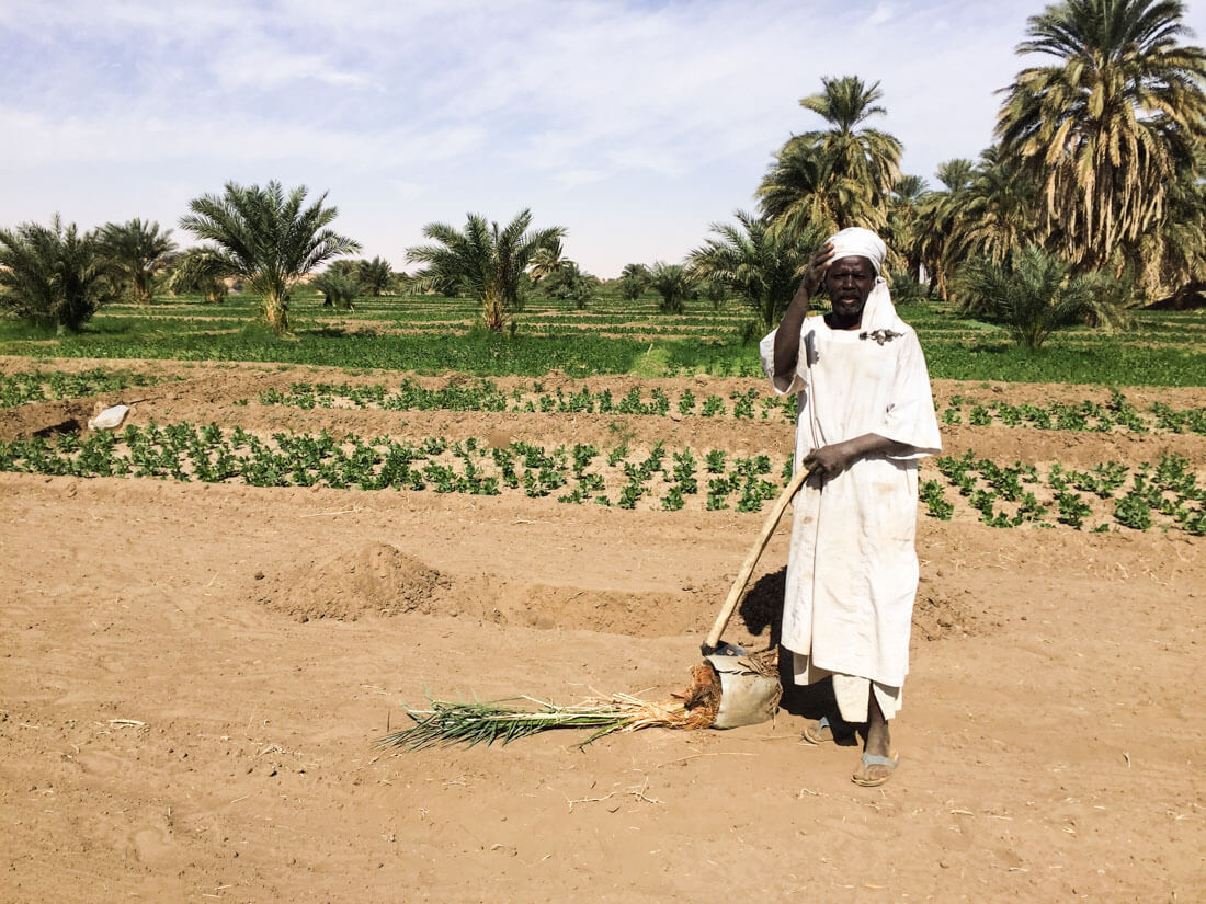 Planting palm trees in Sudan