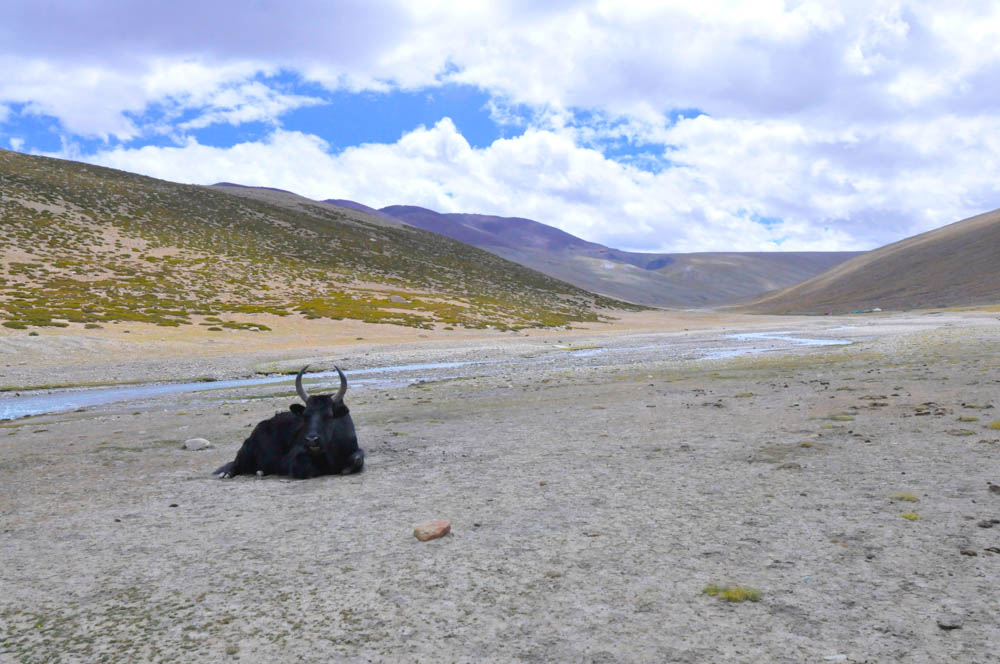 A yak laying on the plains of Nimaling, Markha Valley trek